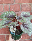 Begonia Speckles- 13cm pot Folia House