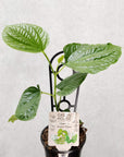 Betel Leaves Plant (Piper Crocatum Celebes Pepper) Folia House
