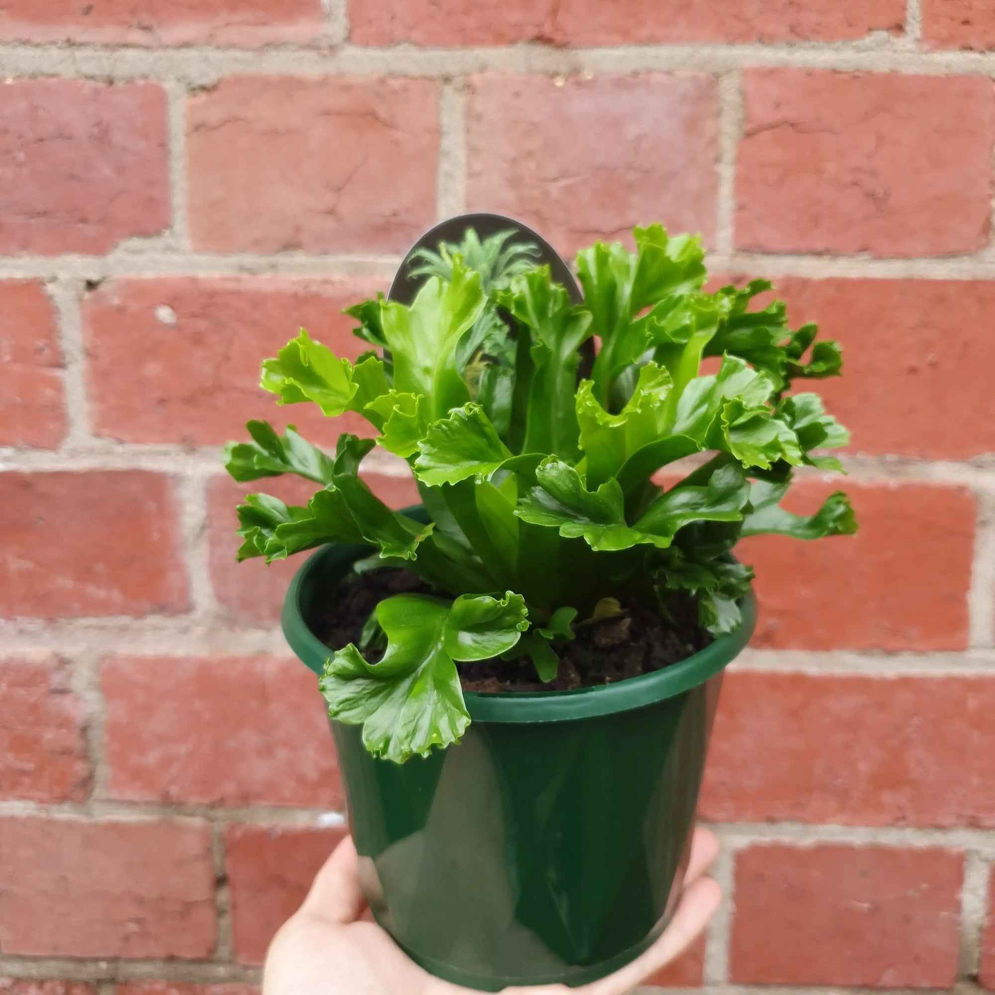 Bird nest fern Cultivars - 13cm Pot Folia House