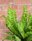 Bird nest fern (Asplenium Victoria) - 13cm Pot Folia House