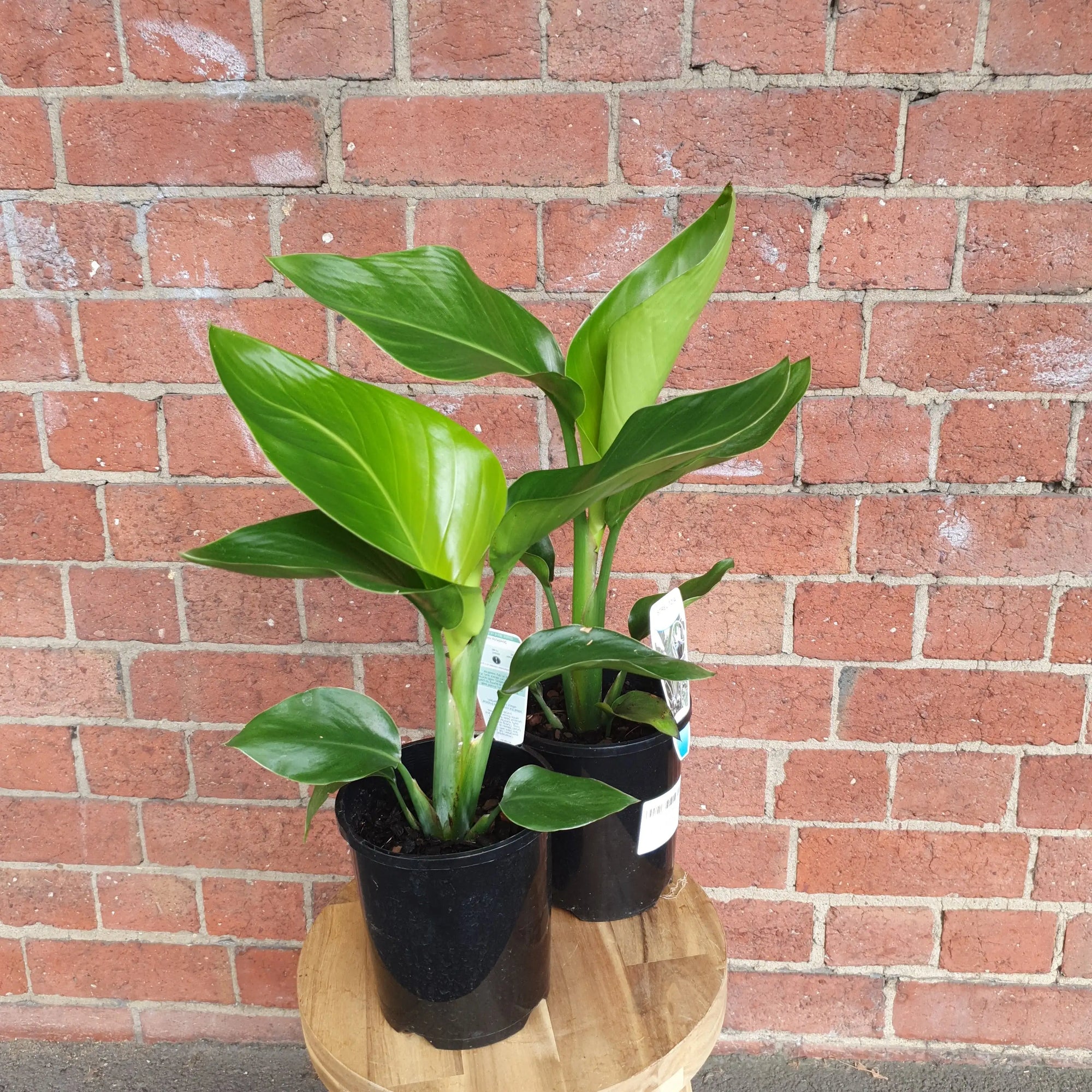 Bird of Paradise (Nicolai) - 14cm Pot Folia House
