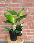 Bird of Paradise (Nicolai) - 14cm Pot Folia House