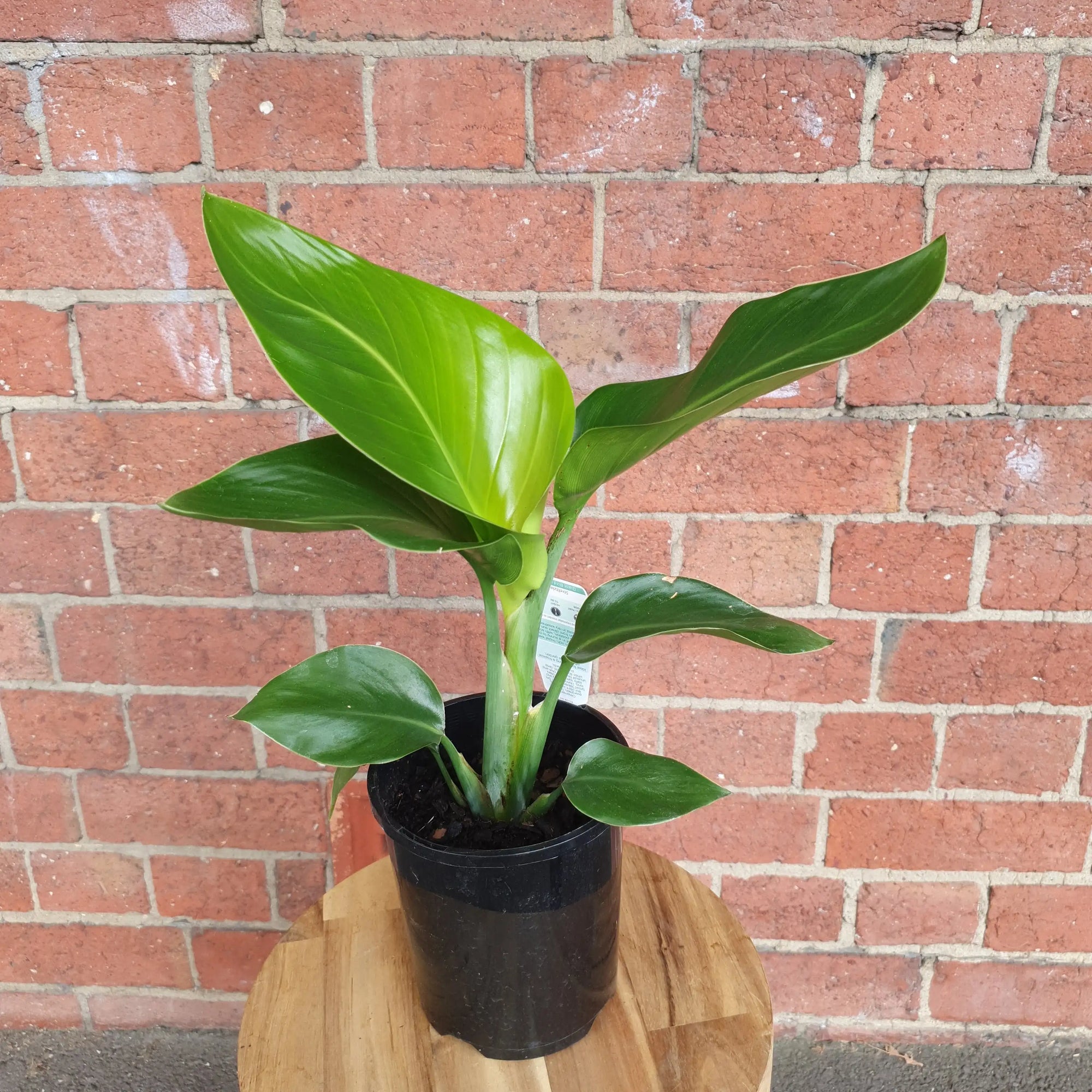 Bird of Paradise (Nicolai) - 14cm Pot Folia House