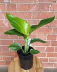 Bird of Paradise (Nicolai) - 14cm Pot Folia House