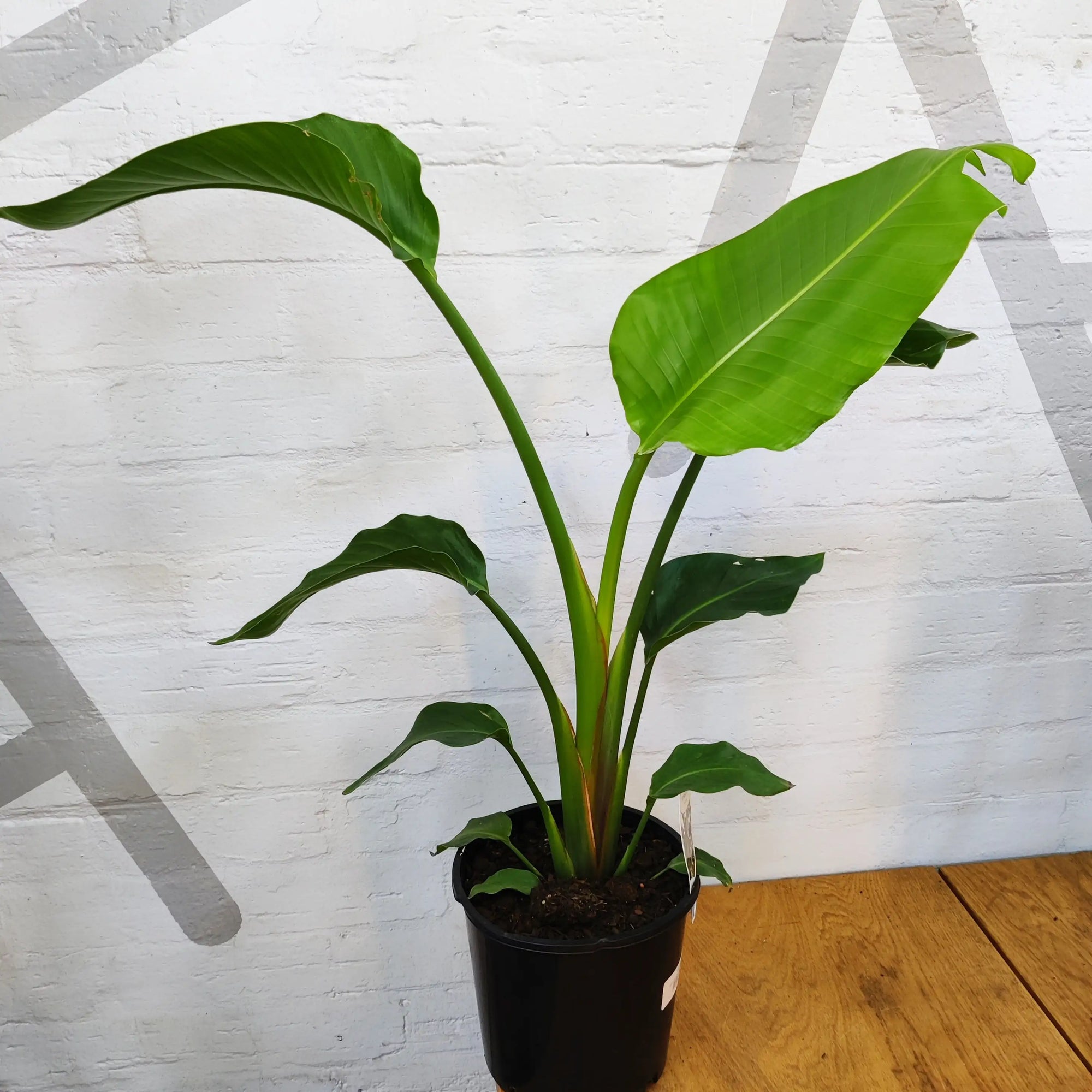 Bird of Paradise (Nicolai) - 20cm Pot Folia House