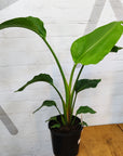 Bird of Paradise (Nicolai) - 20cm Pot Folia House
