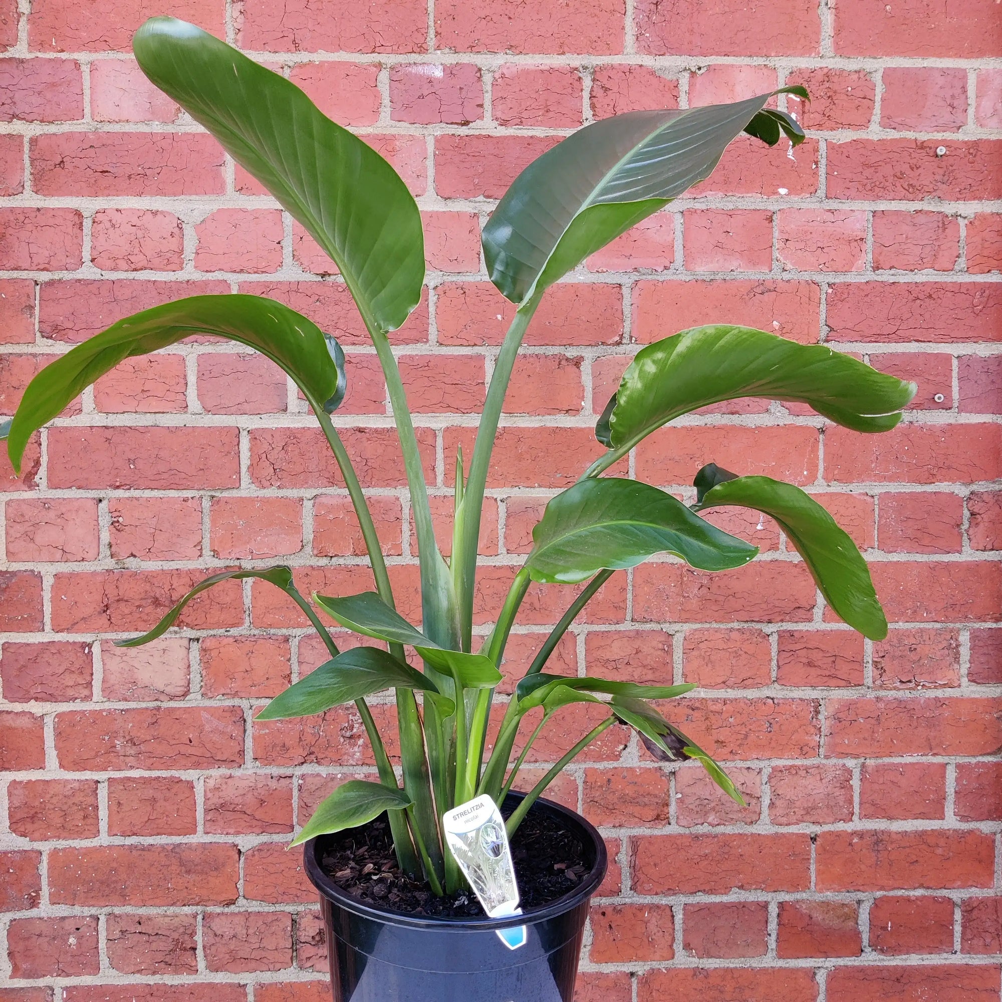 Bird of Paradise (Nicolai) - 25cm Pot Folia House