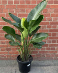 Bird of Paradise (Nicolai) - 30cm Pot Folia House