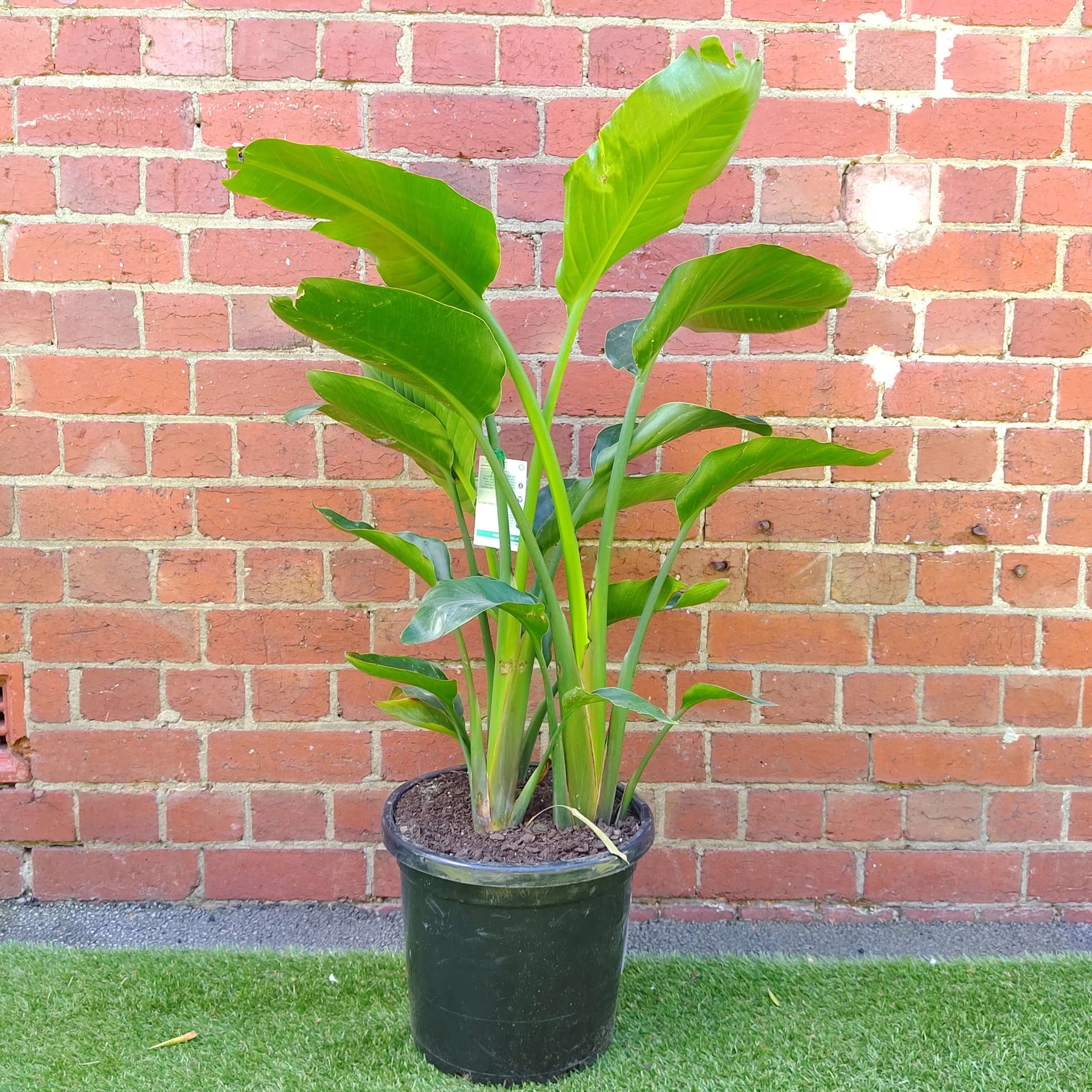 Bird of Paradise (Nicolai) - 30cm Pot Folia House
