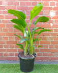 Bird of Paradise (Nicolai) - 30cm Pot Folia House