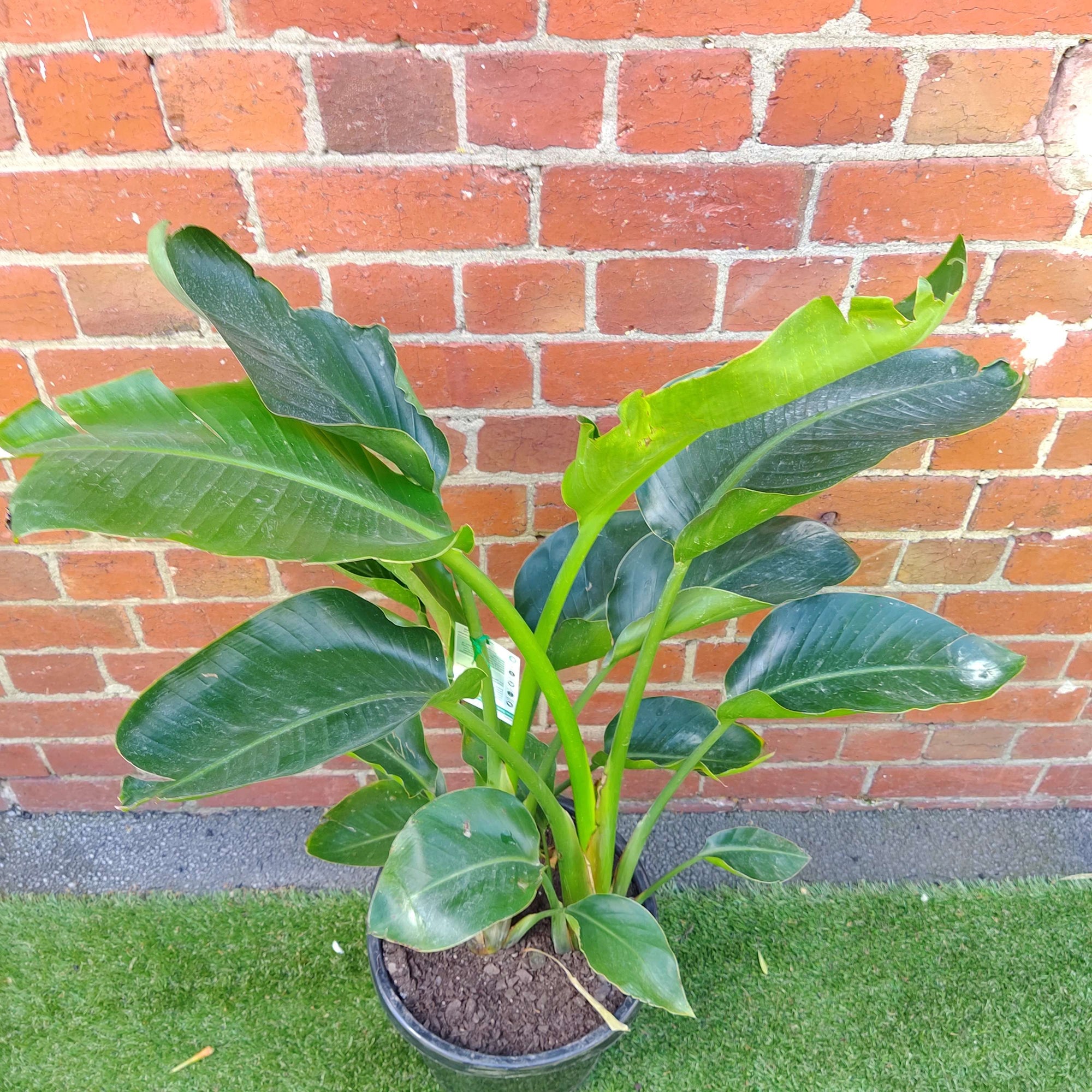 Bird of Paradise (Nicolai) - 30cm Pot Folia House