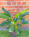 Bird of Paradise (Nicolai) - 30cm Pot Folia House