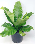 Birds Nest Fern (Norfolk Gem) - 20cm Pot Folia House