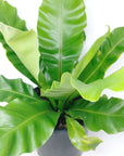 Birds Nest Fern (Norfolk Gem) - 20cm Pot Folia House