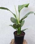 Blue Moon Peace Lily (Spathiphyllum) - 20cm Pot Folia House