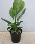 Blue Moon Peace Lily (Spathiphyllum) - 20cm Pot Folia House