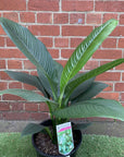 Blue Moon Peace Lily (Spathiphyllum) - 25cm Pot Folia House