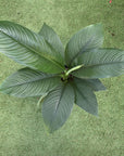 Blue Moon Peace Lily (Spathiphyllum) - 25cm Pot Folia House