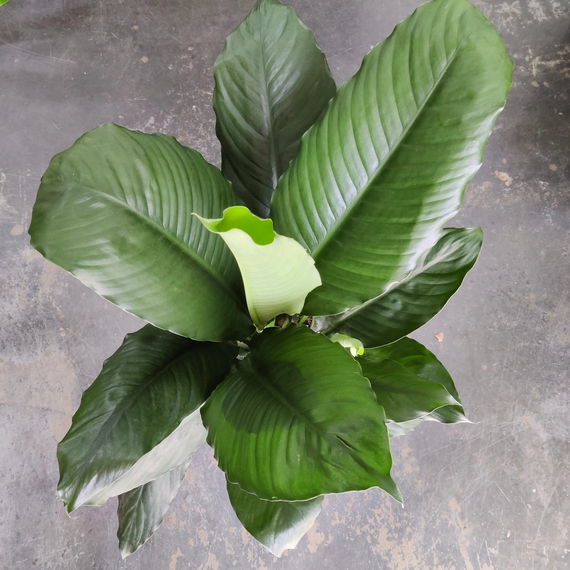 Blue Moon Peace Lily (Spathiphyllum) - 25cm Pot Folia House