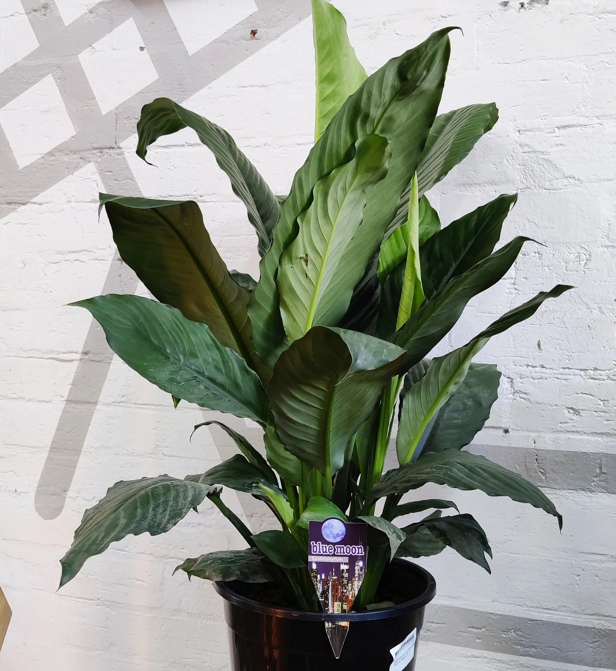Blue Moon Peace Lily (Spathiphyllum) - 25cm Pot Folia House