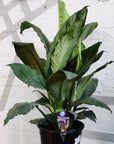 Blue Moon Peace Lily (Spathiphyllum) - 25cm Pot Folia House