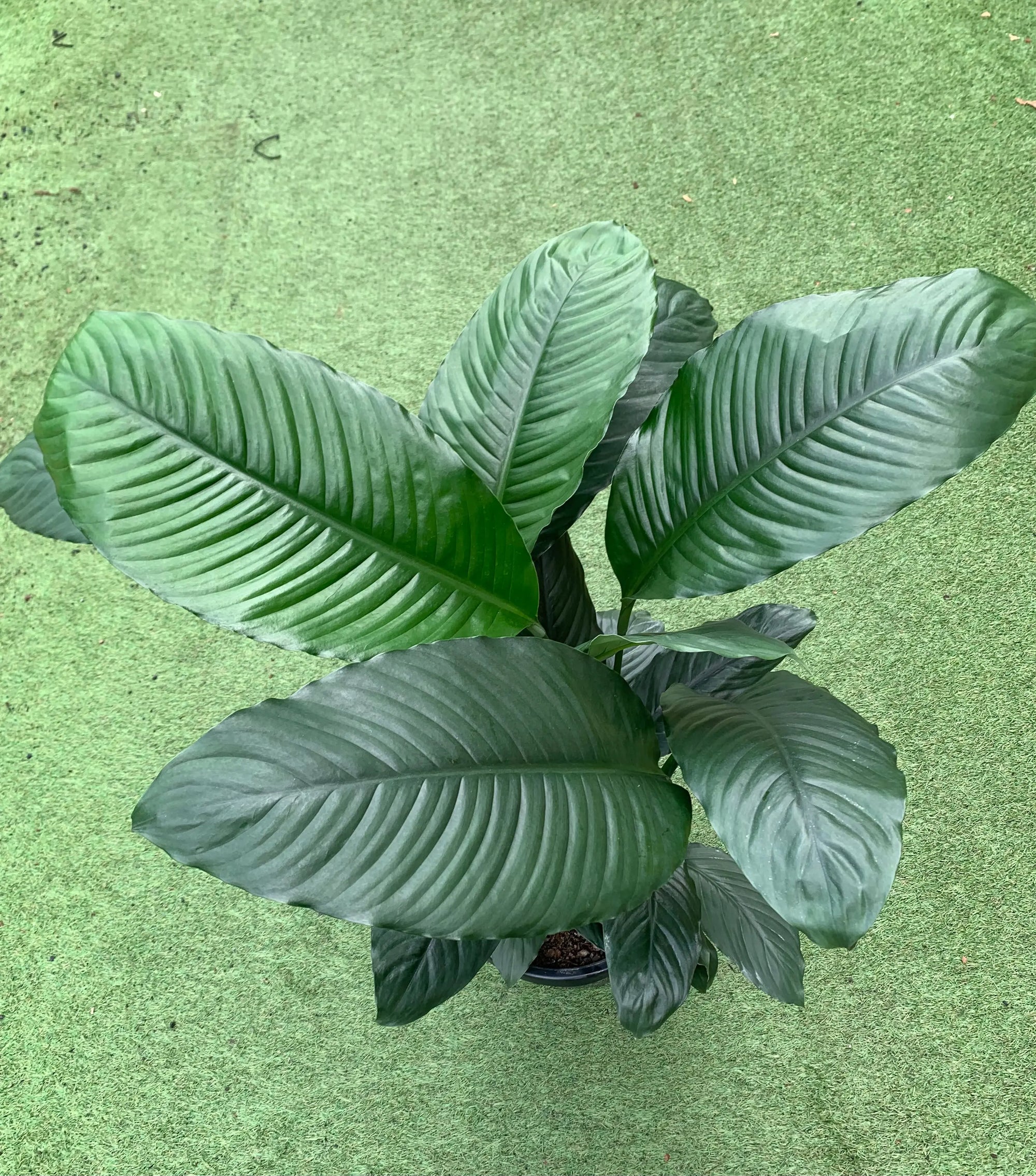 Blue Moon Peace Lily (Spathiphyllum) - 30cm Pot Folia House