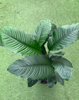 Blue Moon Peace Lily (Spathiphyllum) - 30cm Pot Folia House