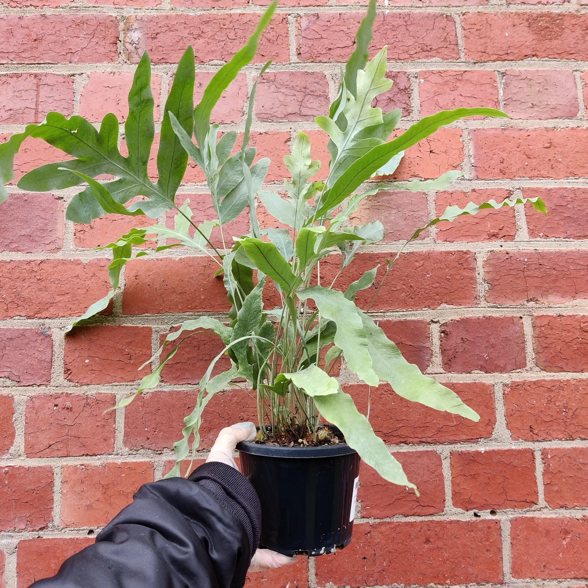 Blue Star Fern (Phlebodium Aureum)- 13cm Pot Folia House
