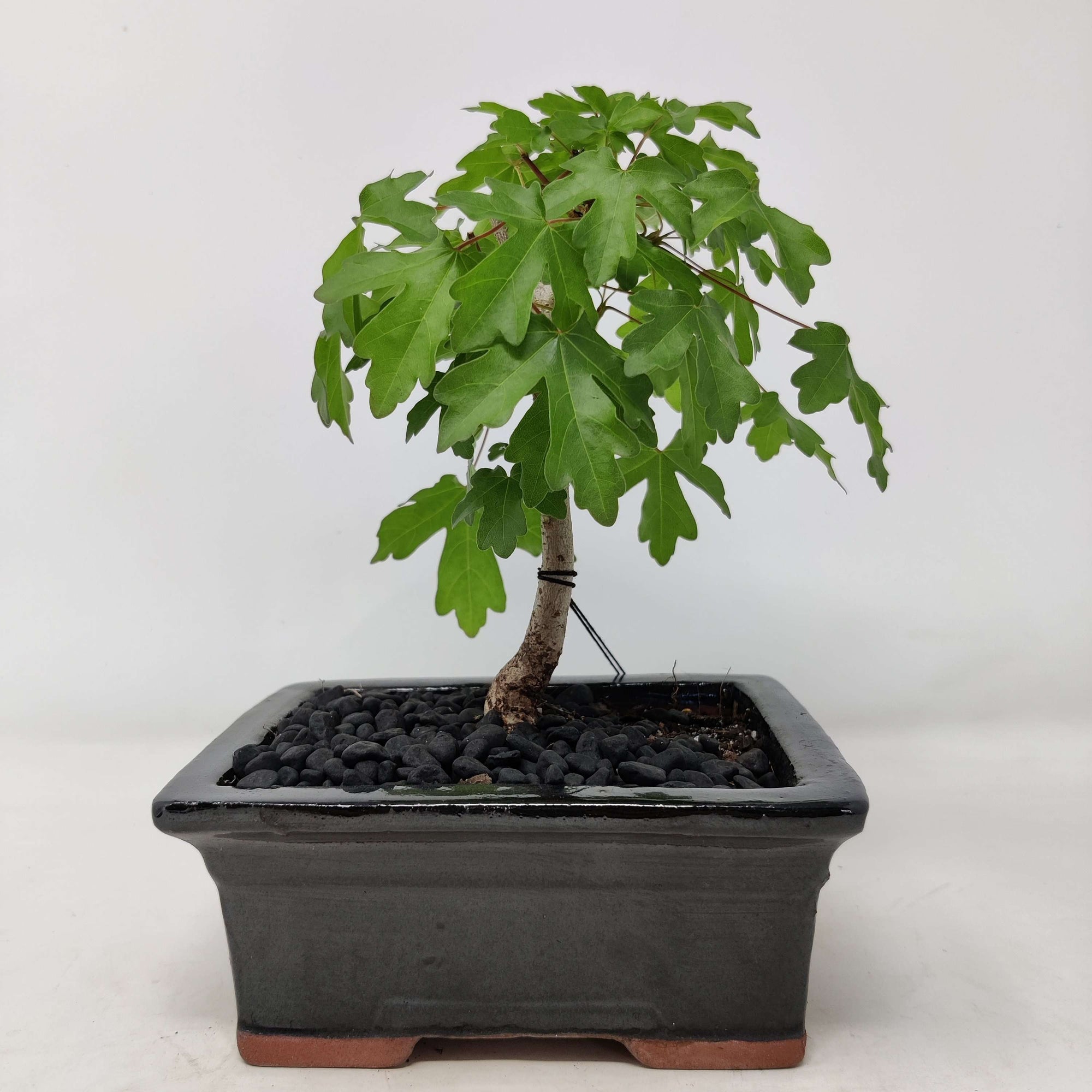 Bonsai 15cm - Acer Campestre - 'The Hedge Maple' Folia House