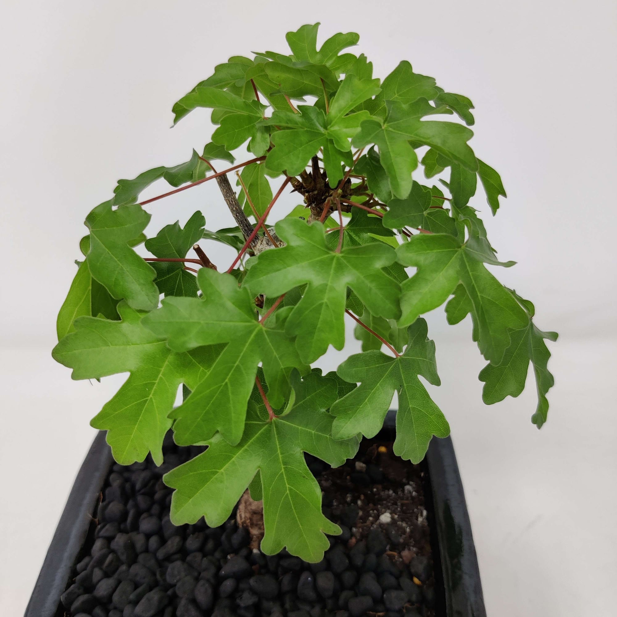 Bonsai 15cm - Acer Campestre - 'The Hedge Maple' Folia House
