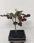 Bonsai 15cm - Copper Beech - Fagus Silvatica Folia House