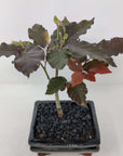Bonsai 15cm - Copper Beech - Fagus Silvatica Folia House