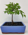 Bonsai 15cm - Japanese Elm - Zelkova Serrata Folia House