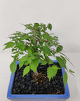 Bonsai 15cm - Japanese Elm - Zelkova Serrata Folia House