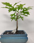 Bonsai 17cm - Pink Oak - Quercus Palustris Folia House