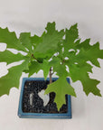 Bonsai 17cm - Pink Oak - Quercus Palustris Folia House