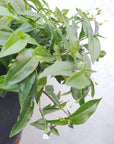 Bridal Veil (Gibasis geniculata) Folia House