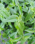 Bridal Veil (Gibasis geniculata) Folia House