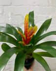 Bromeliad - 10cm Pot Folia House