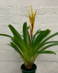 Bromeliad - 10cm Pot Folia House