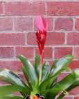 Bromeliad - 10cm Pot Folia House