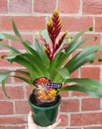 Bromeliad - 10cm Pot Folia House