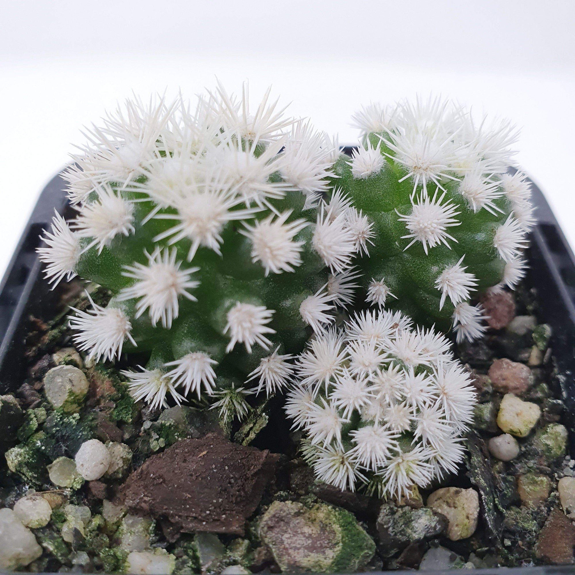 Cactus - Arizona Snow Cap Folia House