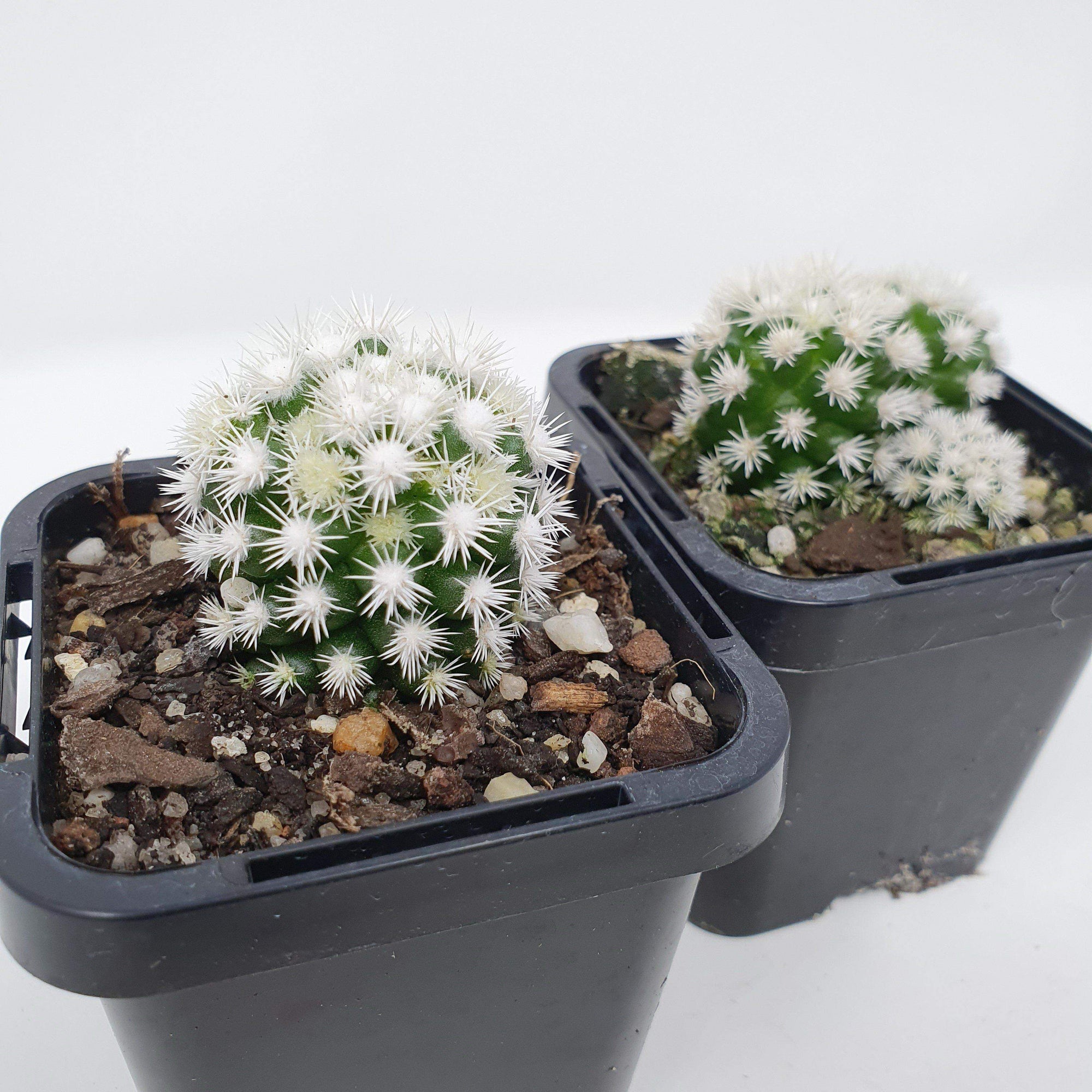 Cactus - Arizona Snow Cap Folia House