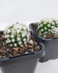 Cactus - Arizona Snow Cap Folia House