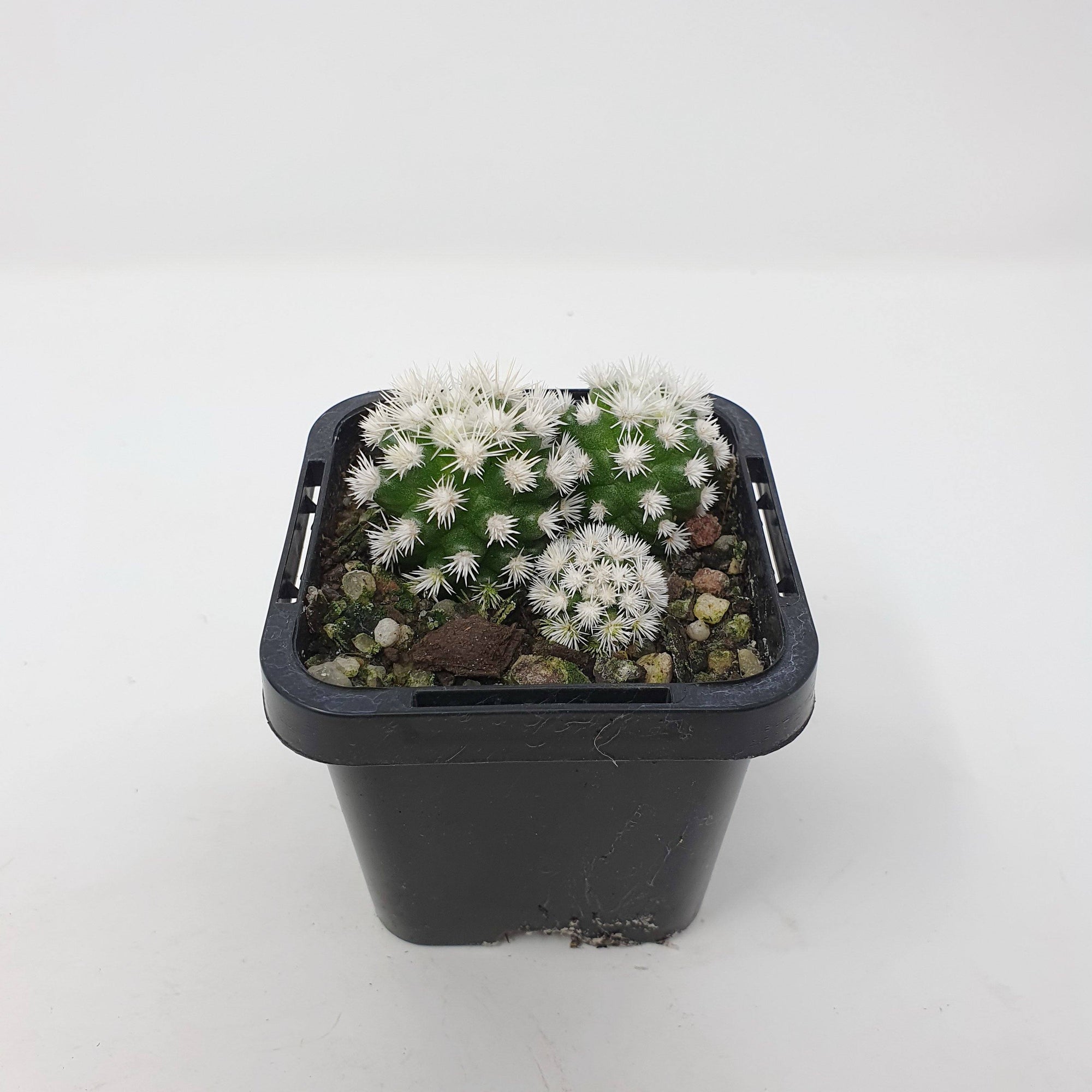 Cactus - Arizona Snow Cap Folia House