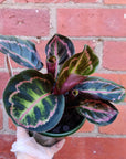 Calathea Dottie - 13cm pot Folia House