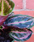 Calathea Dottie - 13cm pot Folia House