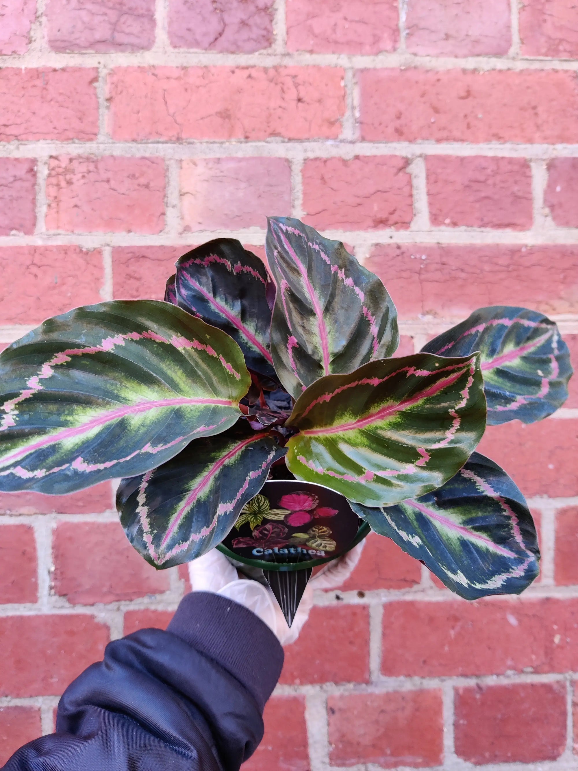 Calathea Hybrids- 13cm pot Folia House