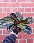 Calathea Hybrids- 13cm pot Folia House
